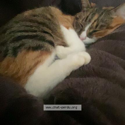 Photo 1/1 Nina Chat lost in La queue en brie