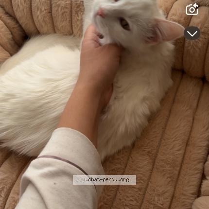 Photo 1/1 Belle Chat lost in Charly