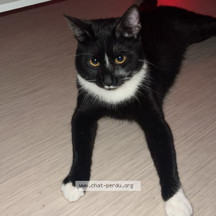 Photo 1/3 Gioia Chat lost in Les pavillons sous bois