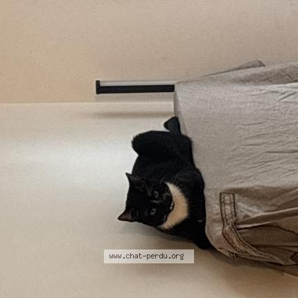 Photo 2/3 Gioia Chat lost in Les pavillons sous bois