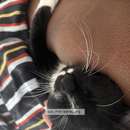 Photo 3/3 Gioia Chat lost in Les pavillons sous bois