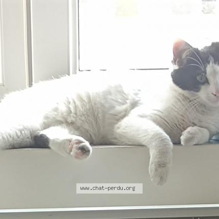Foto 1/1 Kat teruggevonden Vermist in Mouscron