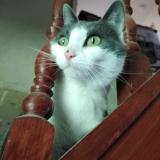 Picture of cat lost at Guichainville