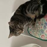 Picture of cat lost at Generac