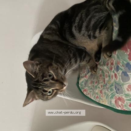 Photo 1/1 Macska Chat lost in Generac