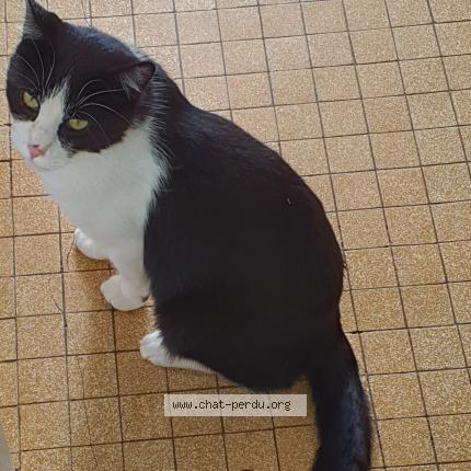 Photo 1/1 Junior Chat lost in Lux