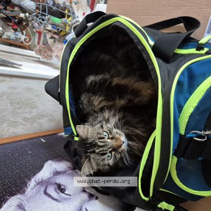 Photo 1/1 Lana Chat lost in Saint laurent en gatines