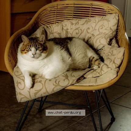 Photo 1/1 WINSTON Chat lost in Castres