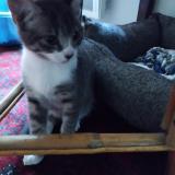 Picture of cat found at Rennes