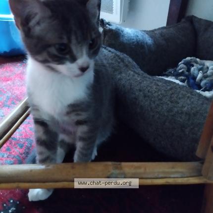 Photo 1/1 Found cat Found in Rennes