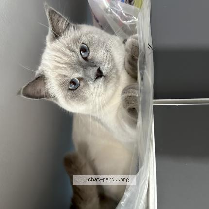 Photo 1/3 Oscar Chat lost in Aulnay sous bois