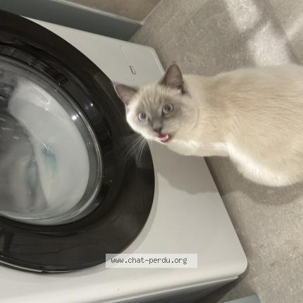 Photo 3/3 Oscar Chat lost in Aulnay sous bois