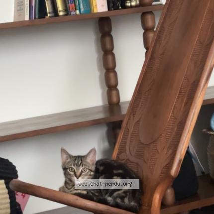 Photo 1/1 Baghera Chat lost in Saint denis