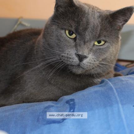 Photo 1/1 Boubouille Chat lost in Aire sur l adour