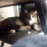 Picture of cat lost at Juvignac