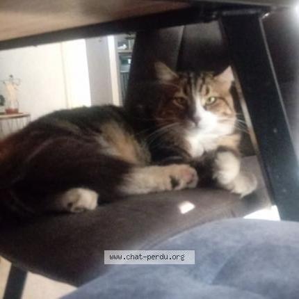 Photo 1/1 Aurelie Boucekkine Chat lost in Juvignac