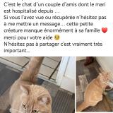 Picture of cat lost at Saint Marcel De Felines