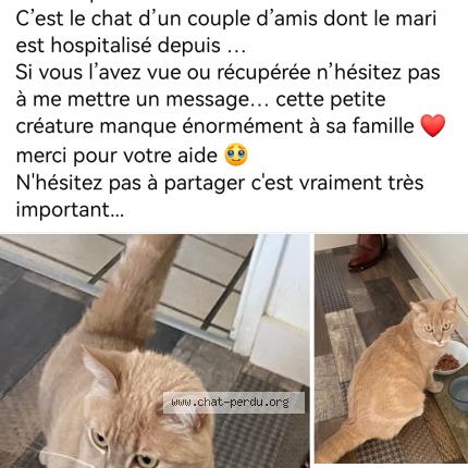 Photo 1/1 Cat reunited Lost in Saint marcel de felines