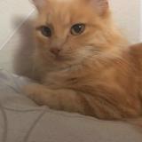 Picture of cat lost at Nimes