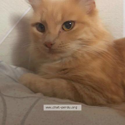 Photo 1/1 Luna Chat lost in Nimes