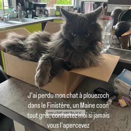 Photo 1/1 Tao Chat lost in Plouezoc h