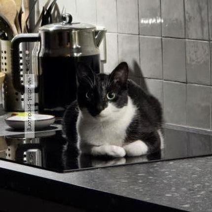 Foto 1/2 Kat teruggevonden Vermist in Halle