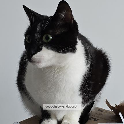 Foto 2/2 Kat teruggevonden Vermist in Halle