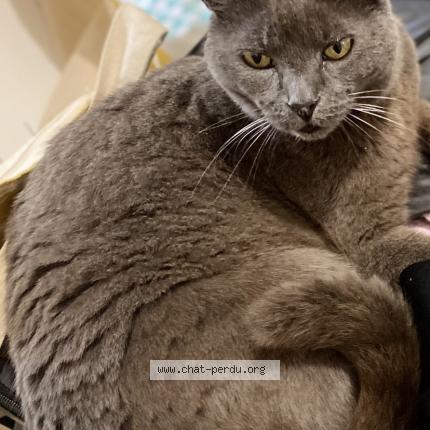 Photo 1/1 Minette Chat lost in Vauclerc