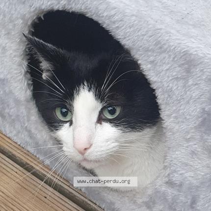 Photo 1/1 Bouba Chat lost in Le relecq kerhuon