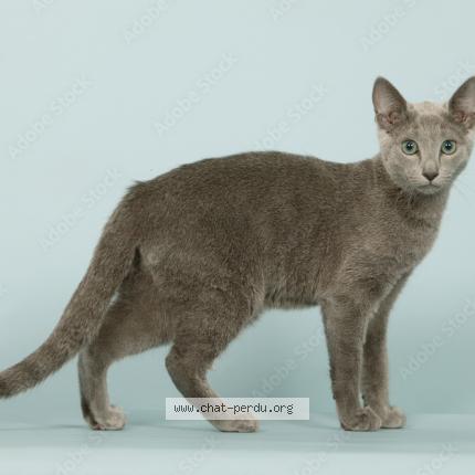 Photo 1/1 Caramelle Chat lost in Menton