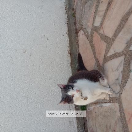 Photo 1/1 CALY Chat lost in Le mesnil en thelle