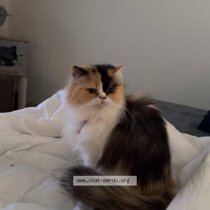 Photo 1/1 Candys Chat lost in La bruyere