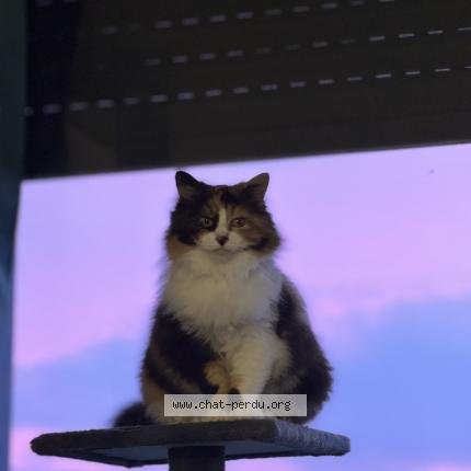 Photo 1/1 Azalée Chat lost in Begles