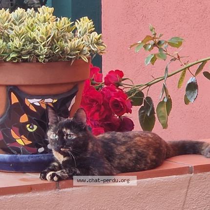 Photo 1/2 Mitsou Chat lost in Argeles sur mer