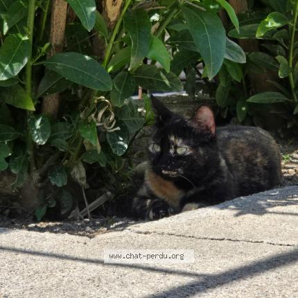 Photo 2/2 Mitsou Chat lost in Argeles sur mer