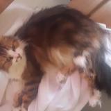 Picture of cat found at Semussac