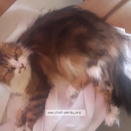 Photo 1/1 Found cat Found in Semussac