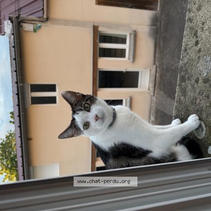 Photo 1/1 Arisu Chat lost in Yzeure