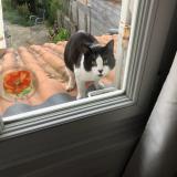 Picture of cat found at Libourne