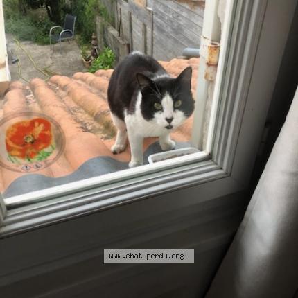 Photo 1/1 Found cat Found in Libourne