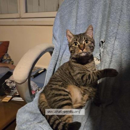 Photo 1/1 Tiplouf Chat lost in Niort