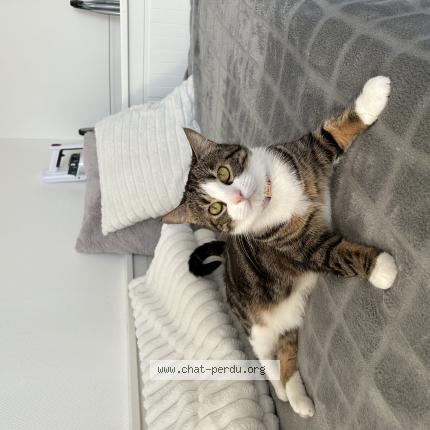 Photo 1/1 tia Chat lost in Le vigan