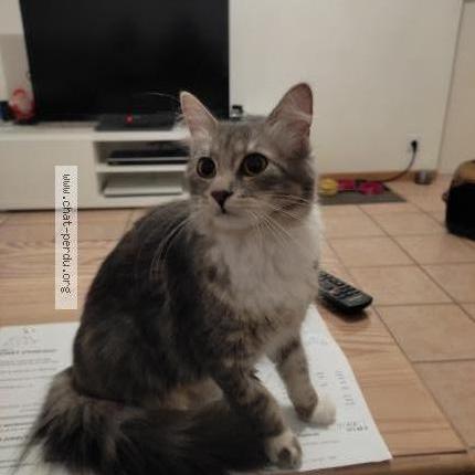 Photo 1/1 Chichi Chat lost in Sable sur sarthe