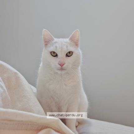 Photo 1/1 Lucifer ou Mimi Chat lost in Barbirey sur ouche