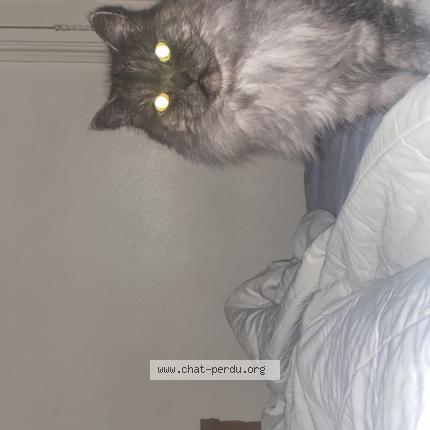 Photo 1/1 Choupette Chat lost in Paris