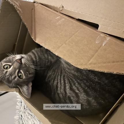 Photo 1/1 Timon Chat lost in Monferran saves