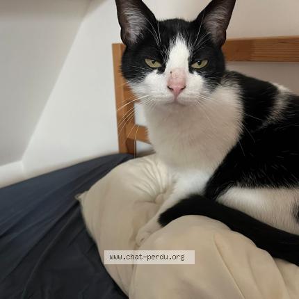 Photo 1/1 Clovis Chat lost in Leuven