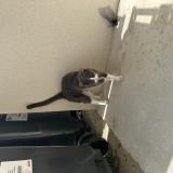 Picture of cat found at Juziers