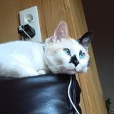 Picture of cat lost at Vinay