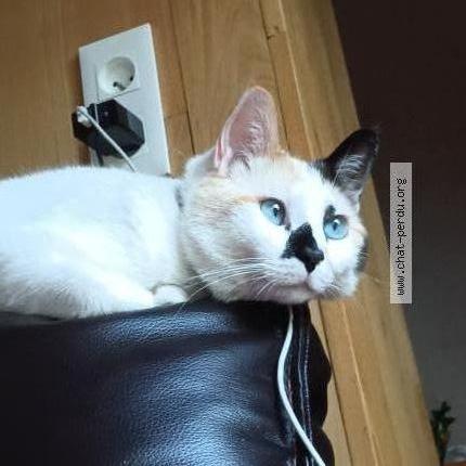 Photo 1/1 Cat reunited Lost in Vinay